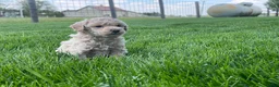 Miniature Poodle dogs for sale: Amos Miniature Poodle Puppy  - Ad 6