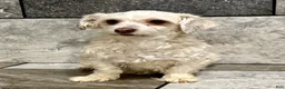 Havapoo dogs for sale: Eva - Ad 6