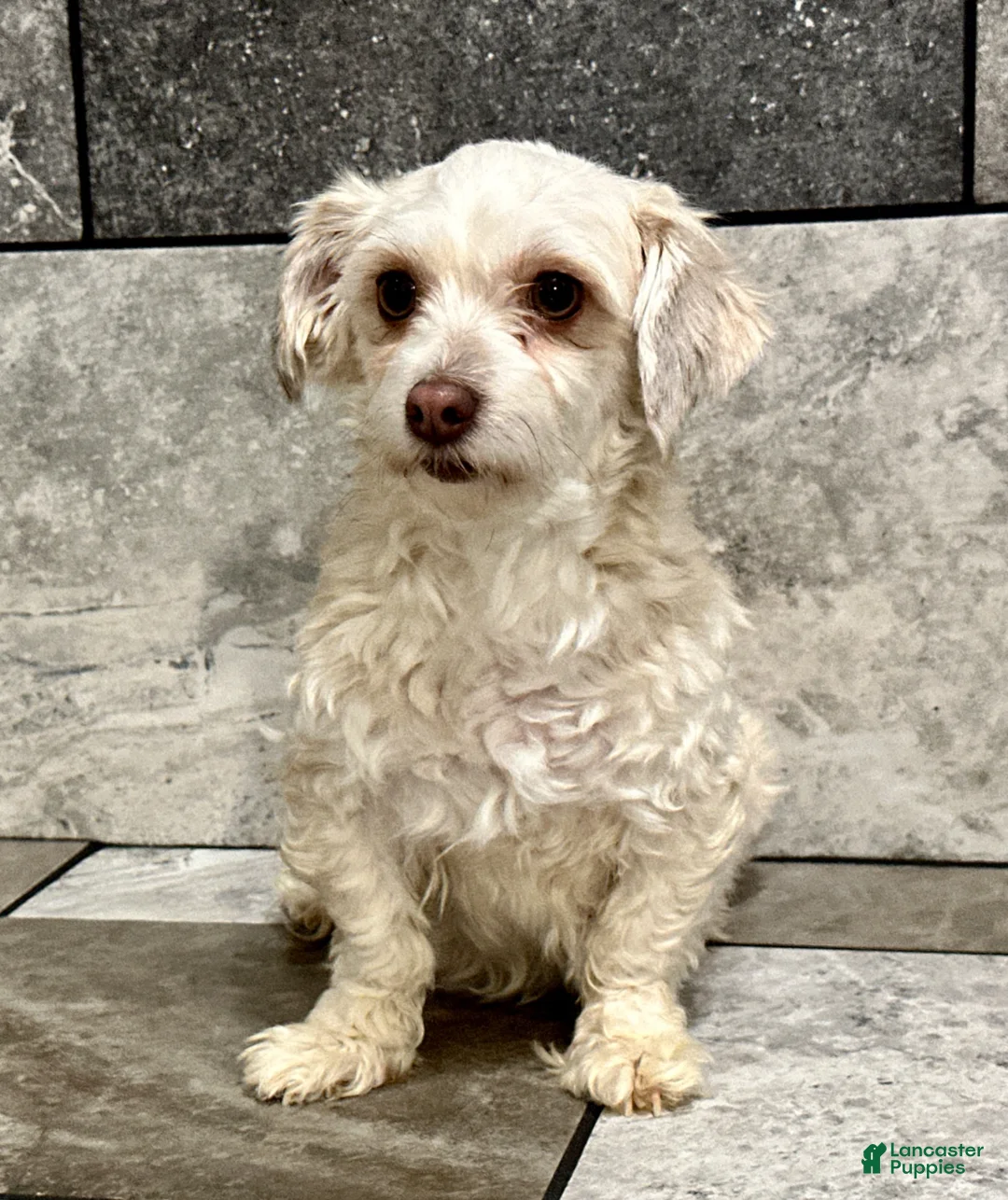 Havapoo dogs for sale: Ellie - Ad 5