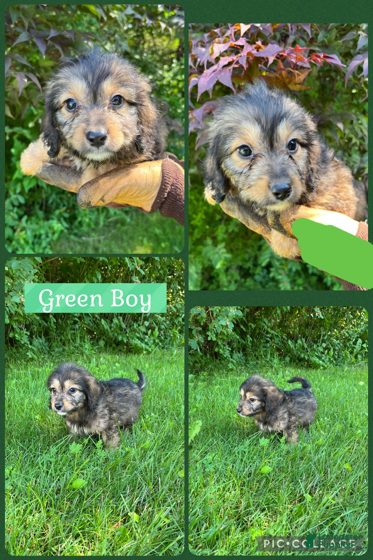 Doxiepoo dogs Green Boy - Ad 5
