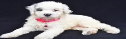 Mini Aussiedoodle dogs for sale: Debbie - Ad 8