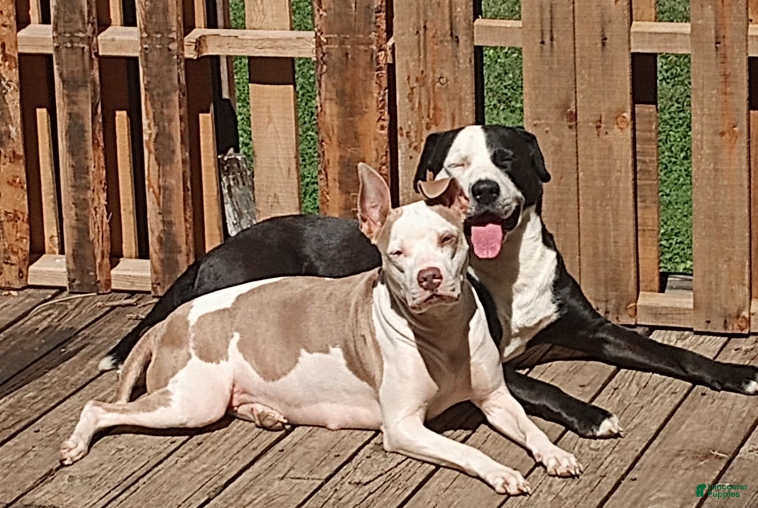 Gallery Image {{count}}