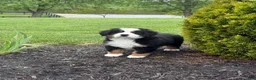 Bernese Mountain Dog dogs for sale: Tulip - Ad 2
