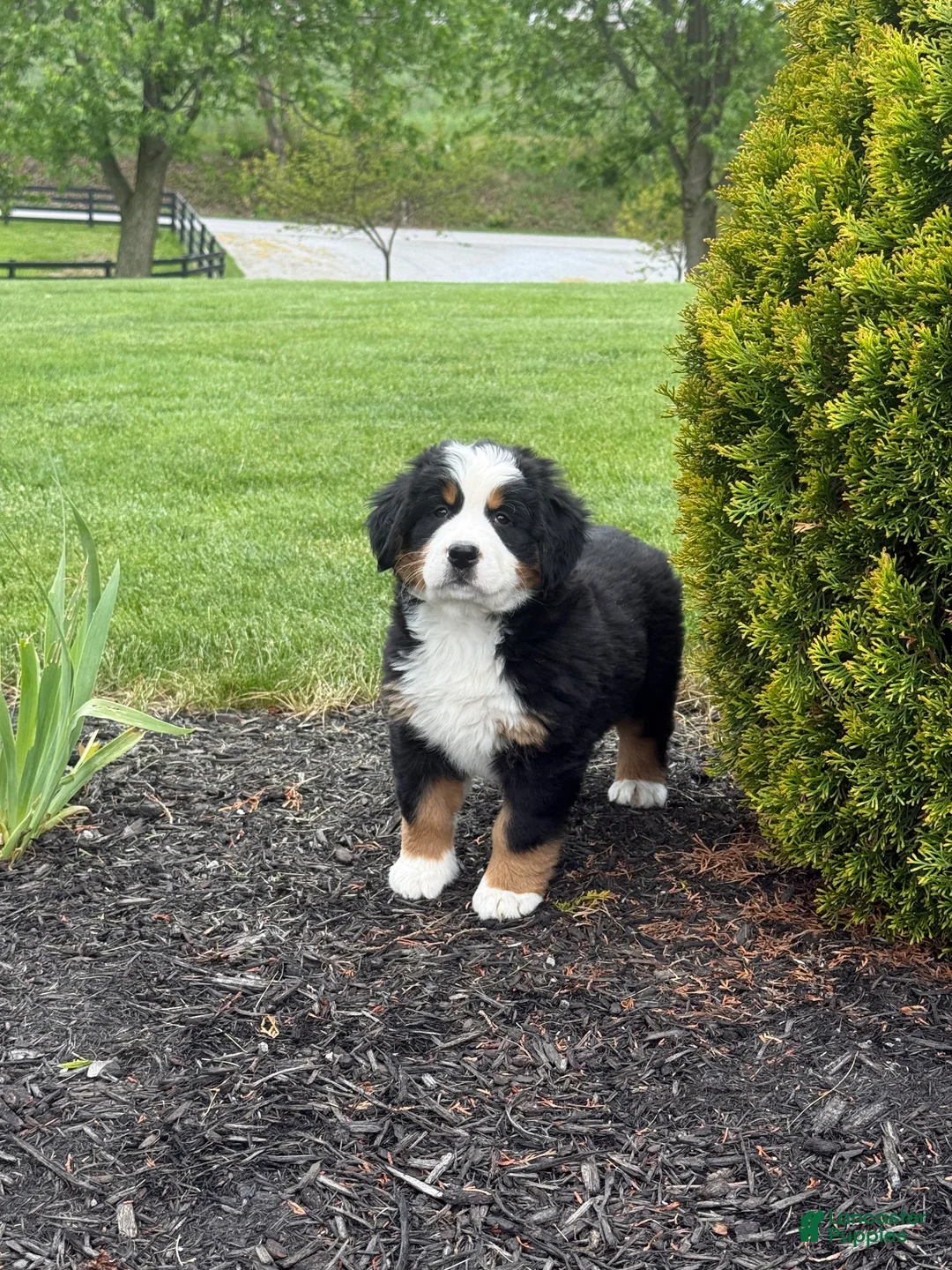Bernese Mountain Dog dogs for sale: Tulip - Ad 2