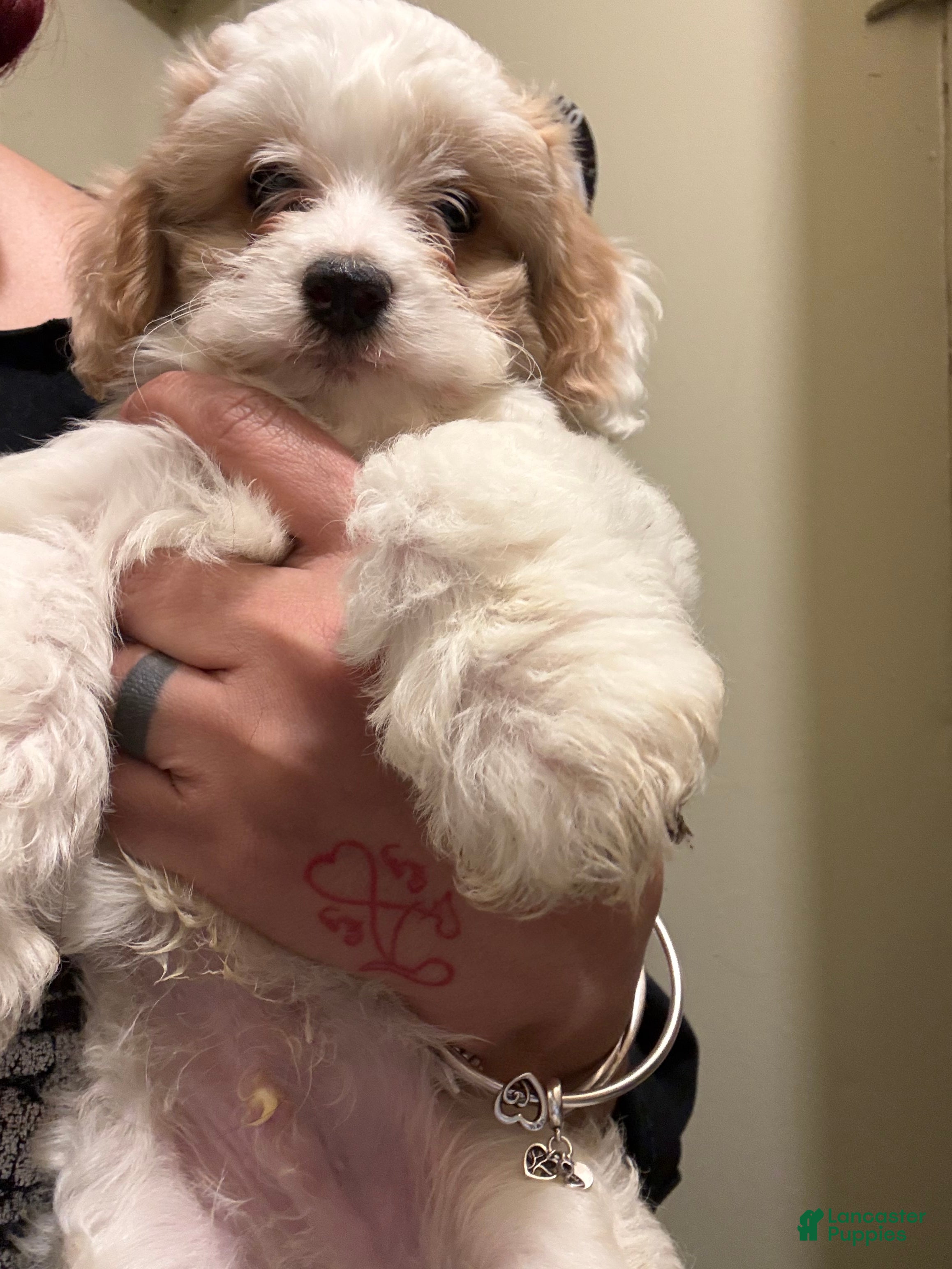 Cavapoo dogs Cavapoo Puppy 3 - Ad 1