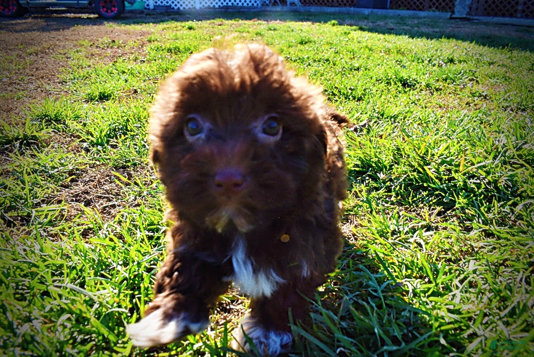 Havapoo dogs for sale: Sassy - Ad 14