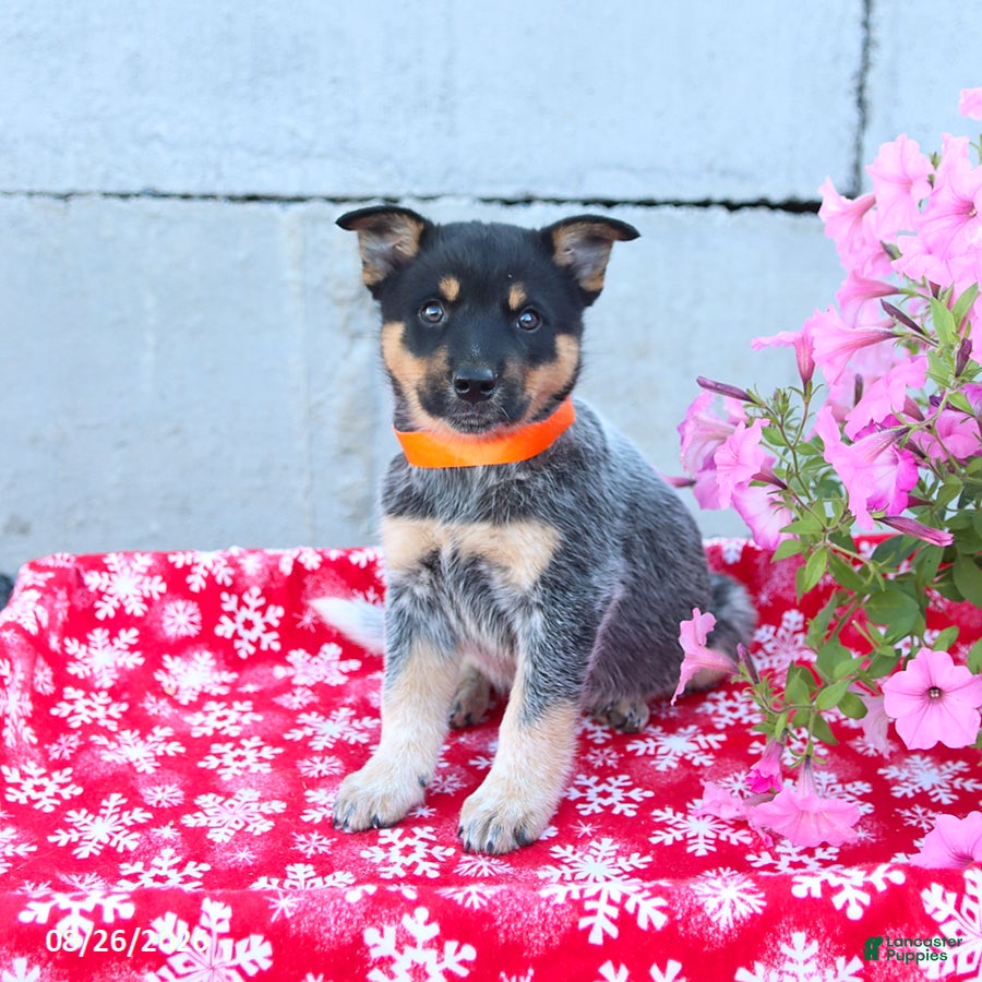 Australian Cattle Dog dogs Alexis - Ad 1
