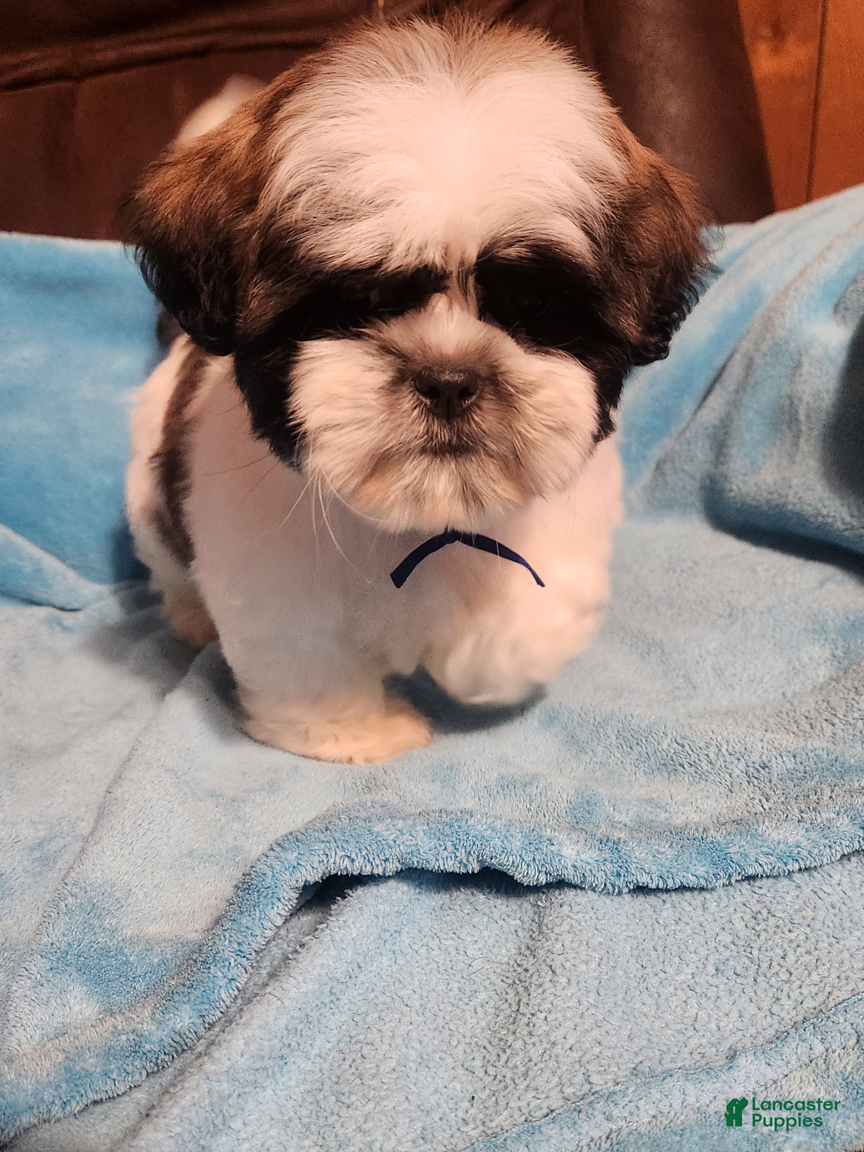 Shih Tzu dogs Shih Tzu Puppy 1 - Ad 8