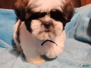 Shih Tzu dogs Shih Tzu Puppy 1 - Ad 13