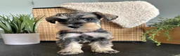 Miniature Schnauzer dogs for sale: Ruby - Ad 12