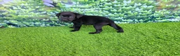Labrador Retriever dogs for sale: Daisy - Ad 5