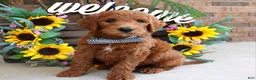 Goldendoodle dogs for sale: Rusty - Ad 3