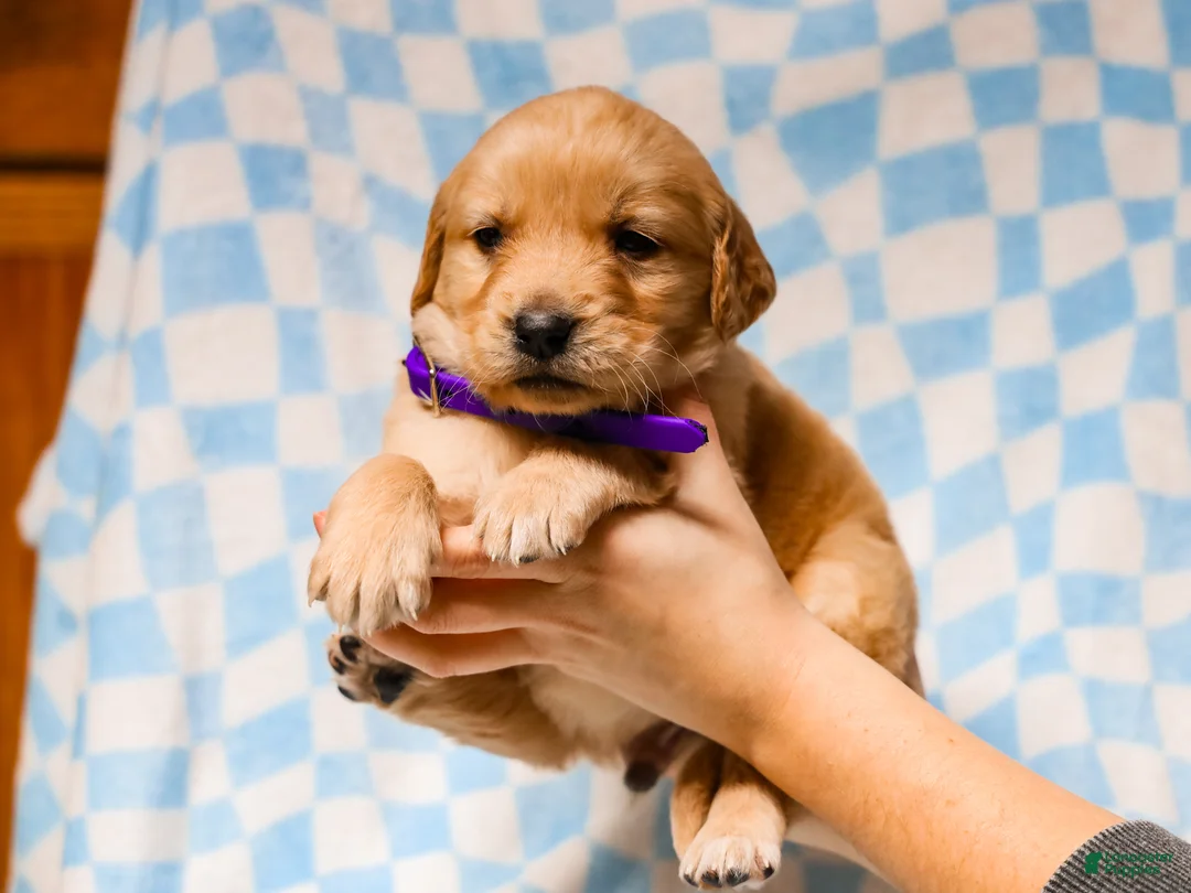 Golden Retriever dogs for sale: Donavan AKC Golden Retriever Pup - Ad 5