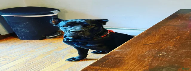 Benson