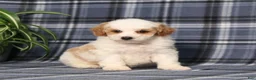 Miniature Poodle dogs for sale: Xelly - Ad 5