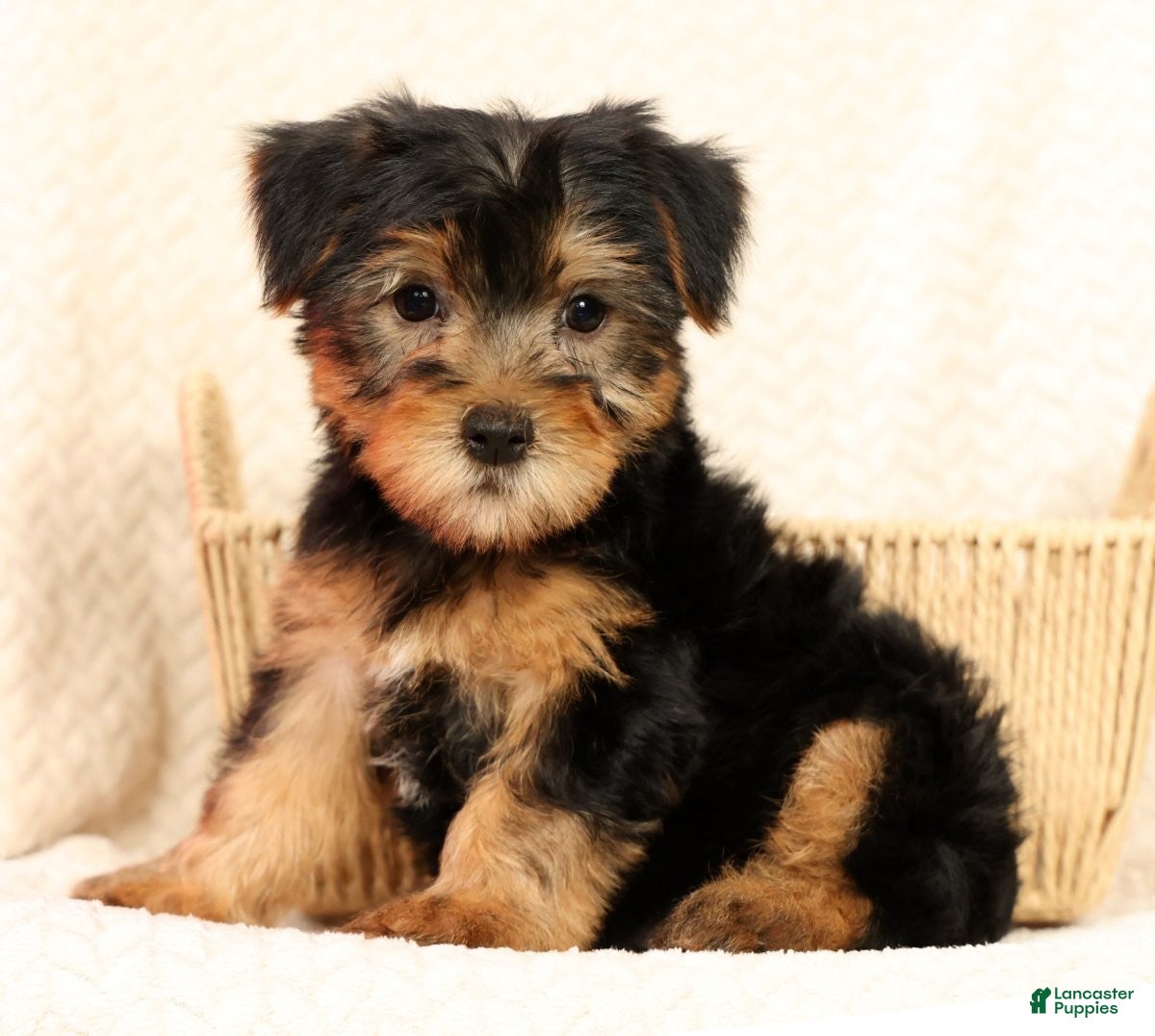 Yorkshire Terrier dogs Frisky - Ad 2