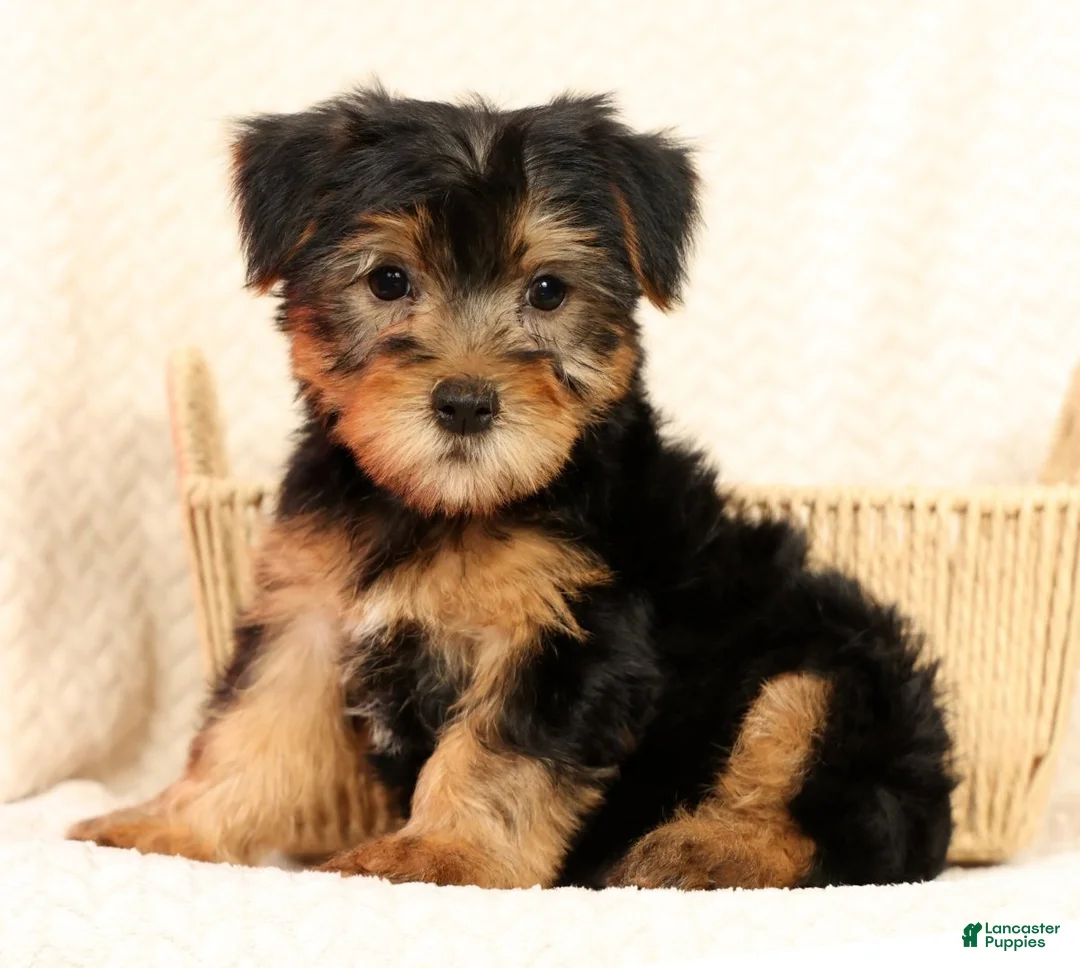 Yorkshire Terrier dogs for sale: Frisky - Ad 2