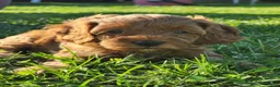 Cavapoo dogs for sale: Hazel - Ad 4