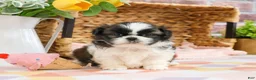 Shih Tzu dogs for sale: Aspen  - Ad 2