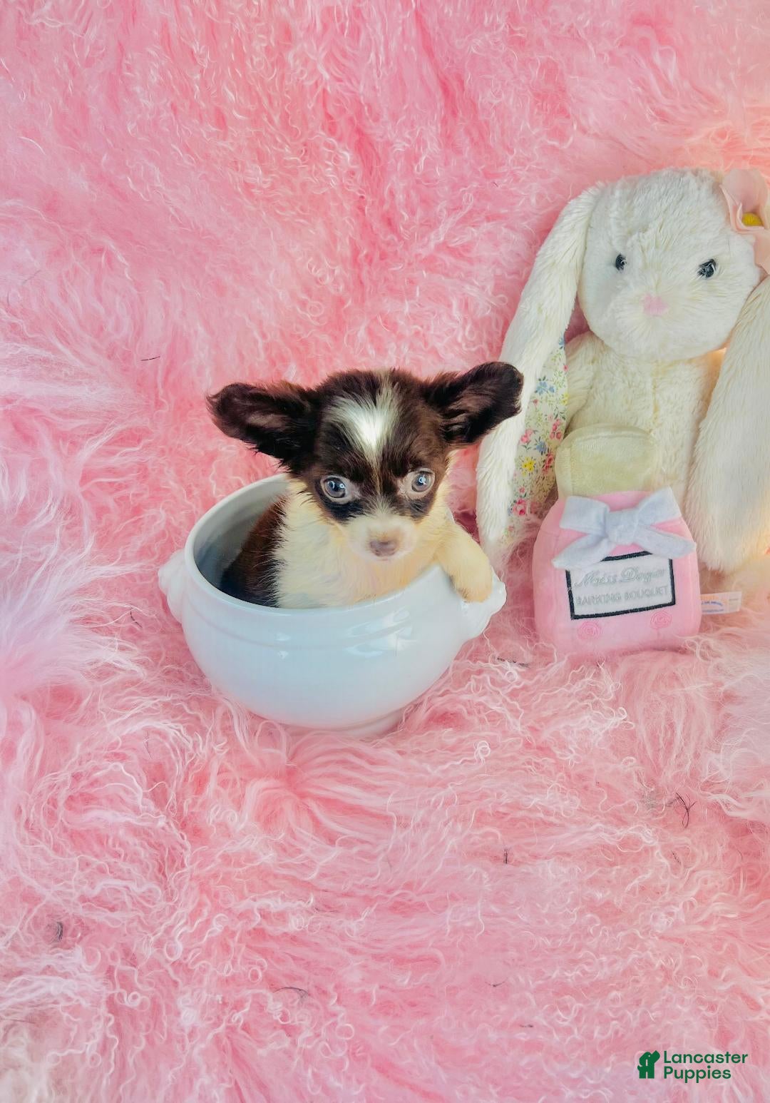 Chihuahua dogs Teacup Chihuahua  - Ad 2