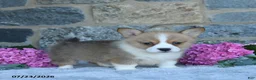 Welsh Corgi Pembroke dogs for sale: Vickter - Ad 3