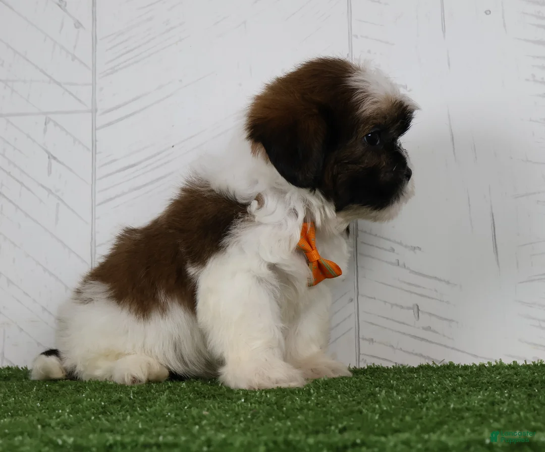 Shih Tzu dogs for sale: Patrick - Ad 3