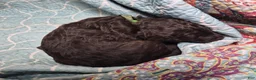 Labradoodle dogs for sale: Jade - Ad 4