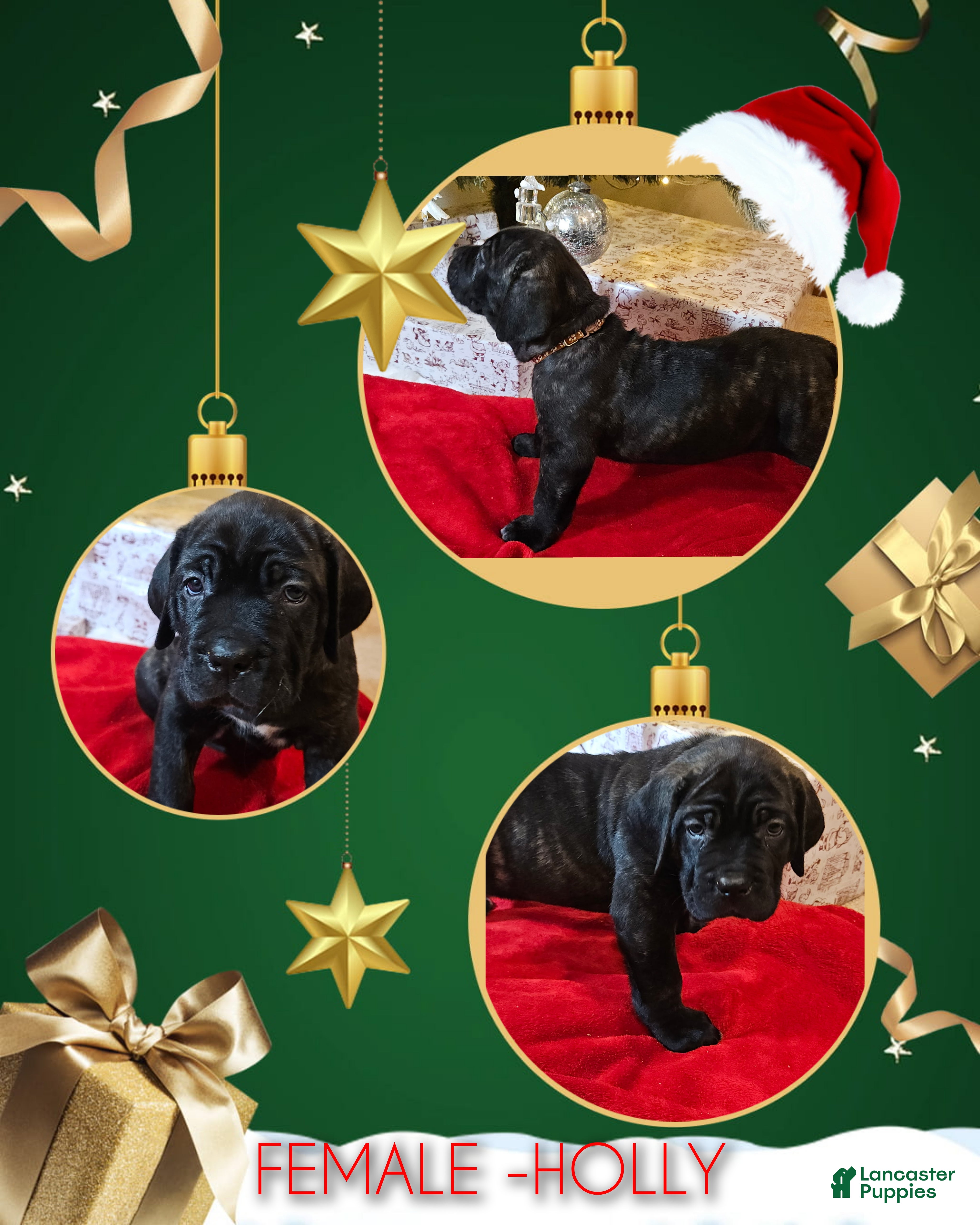 Cane Corso dogs Cane Corso Female Puppy Holly - Ad 40