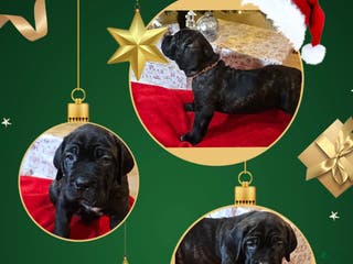 Cane Corso dogs Cane Corso Female Puppy Holly - Ad 24