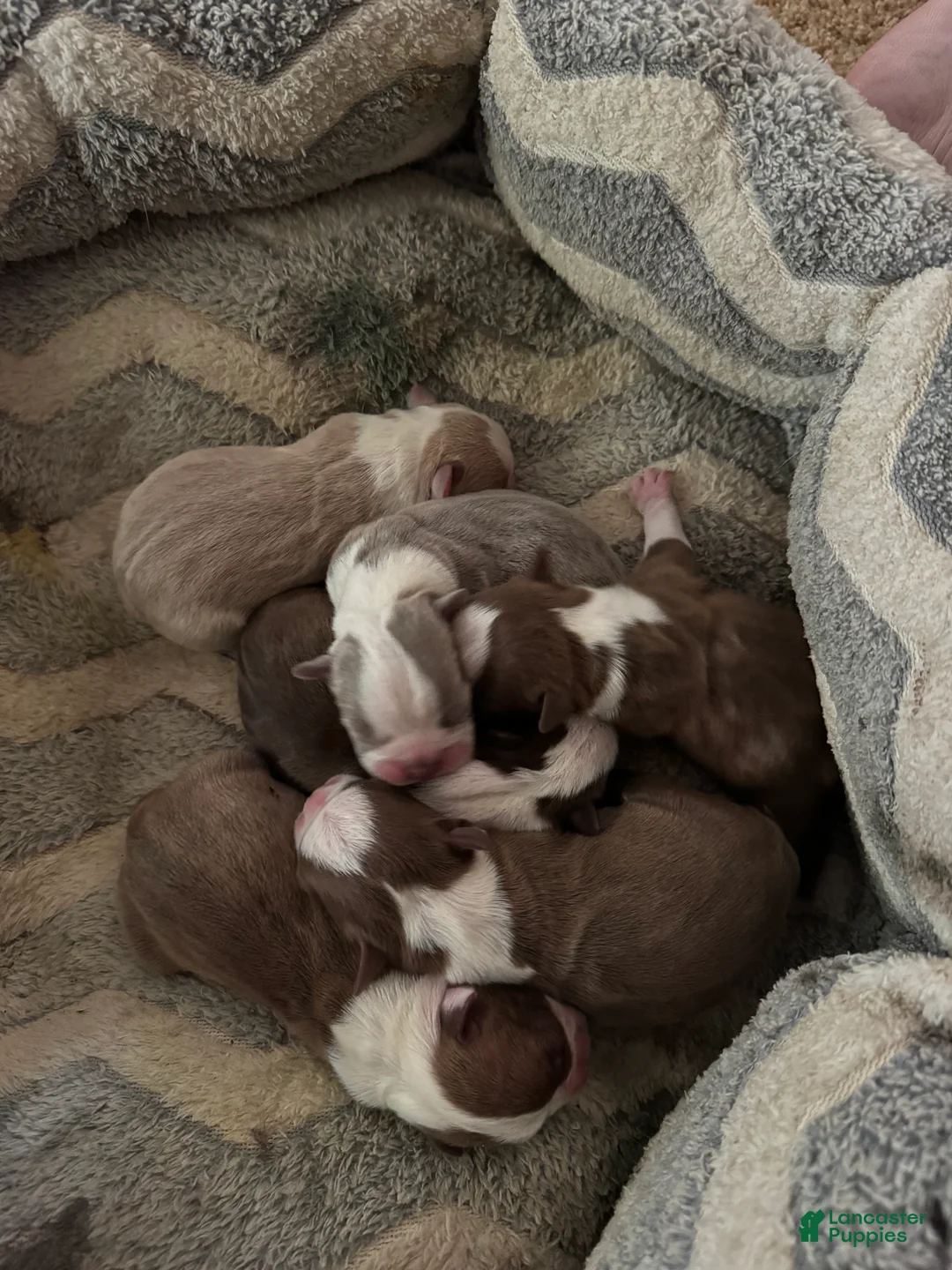 Boston Terrier dogs for sale: Brittany - Ad 2