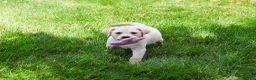 Labrador Retriever dogs for sale: Rosetta - Ad 4