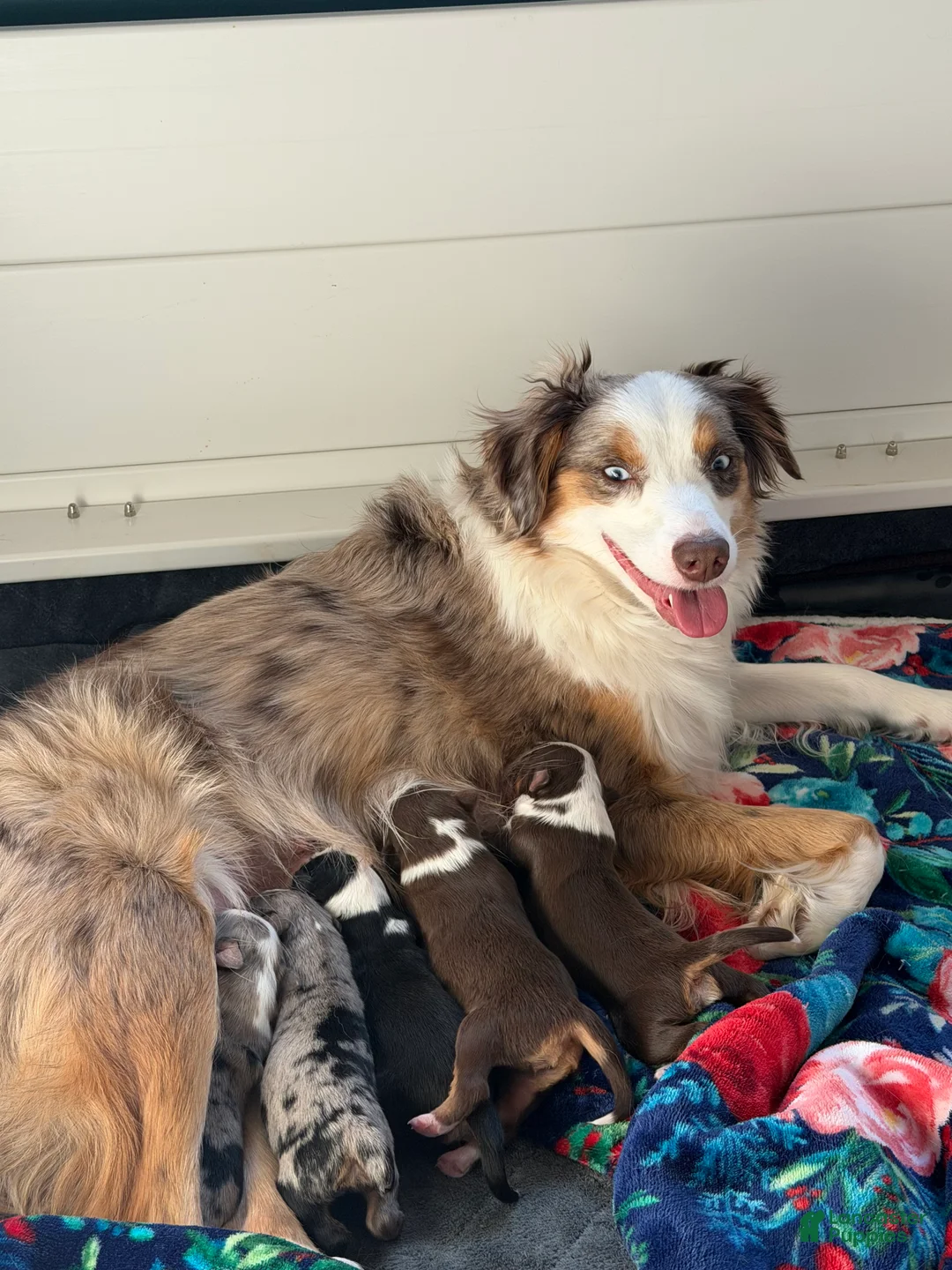 Miniature Australian Shepherd dogs for sale: John - Ad 11