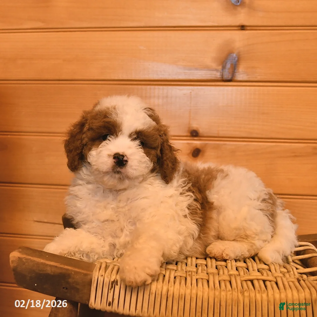 Mini Goldendoodle dogs for sale: Raffi  - Ad 3