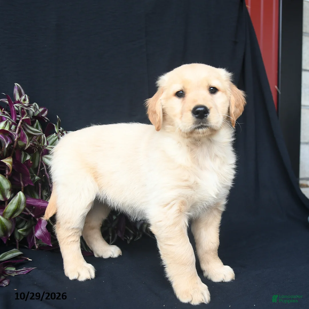 Golden Retriever dogs for sale: Pumpkin  - Ad 2