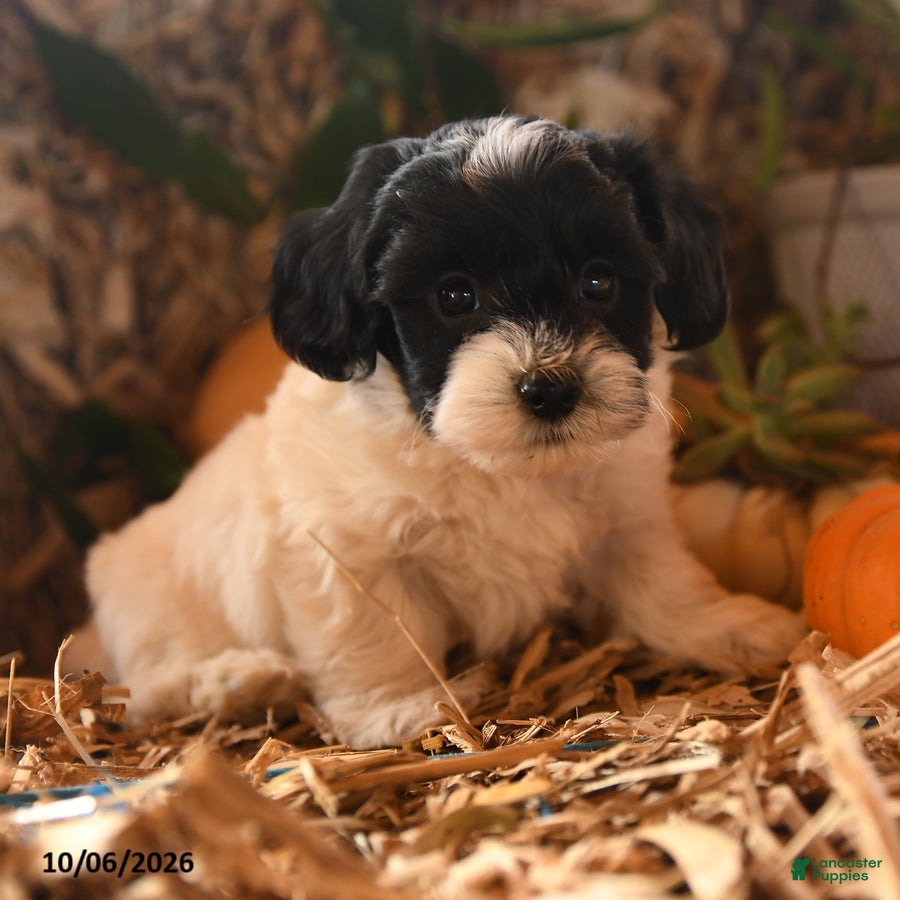 Havapoo dogs for sale: Biscuit - Ad 2