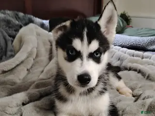 Siberian Husky dogs Oreo - Ad 34