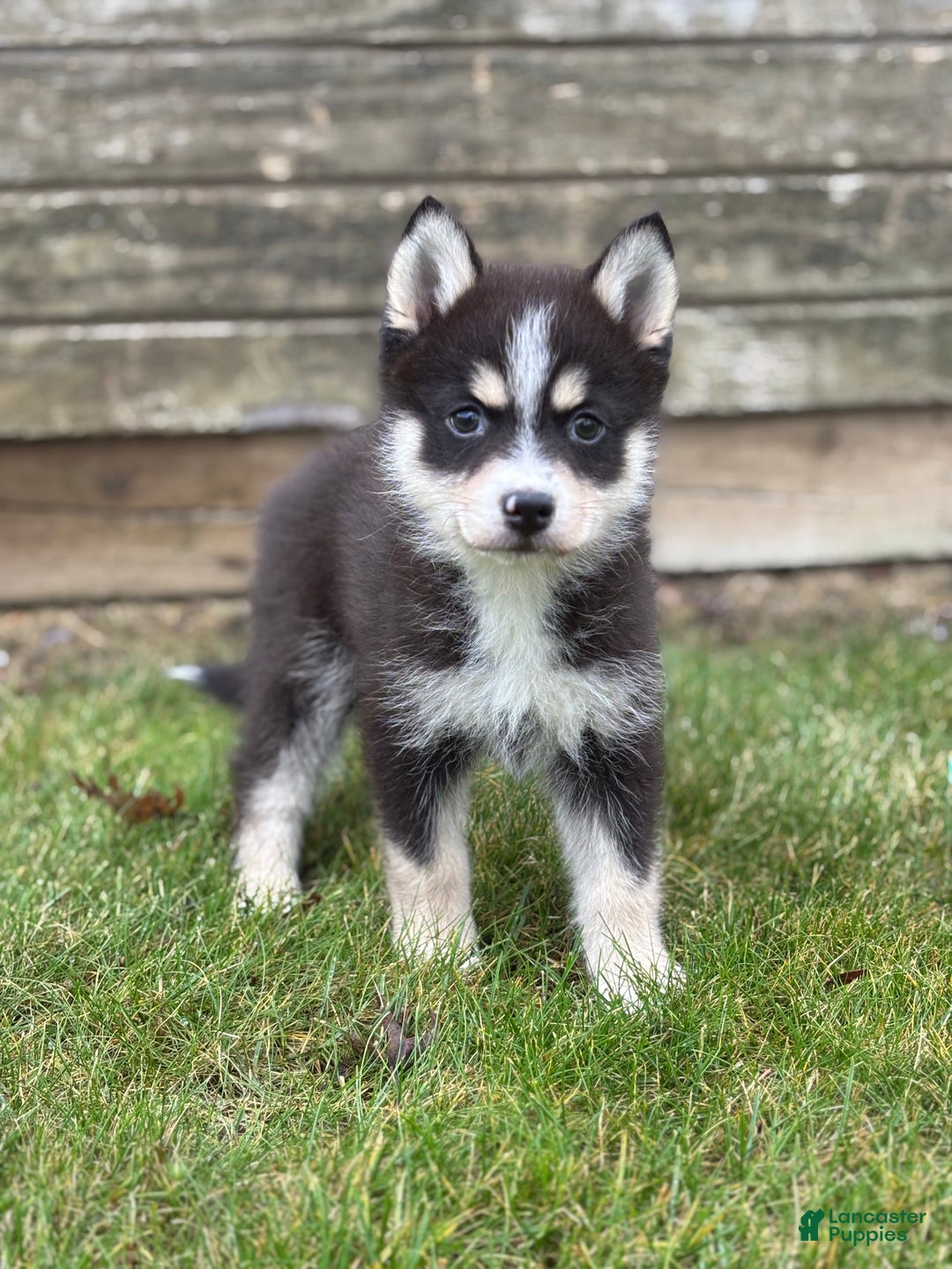 Pomsky dogs for sale: Zara - Ad 3