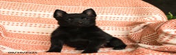 Schipperke dogs for sale: Silly - Ad 5