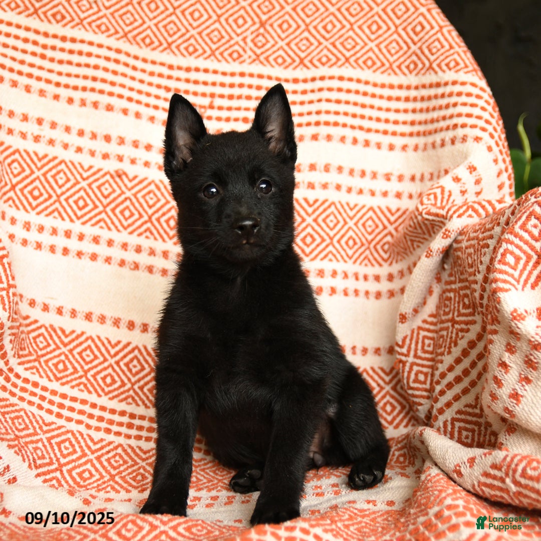 Schipperke dogs for sale: Silly - Ad 5