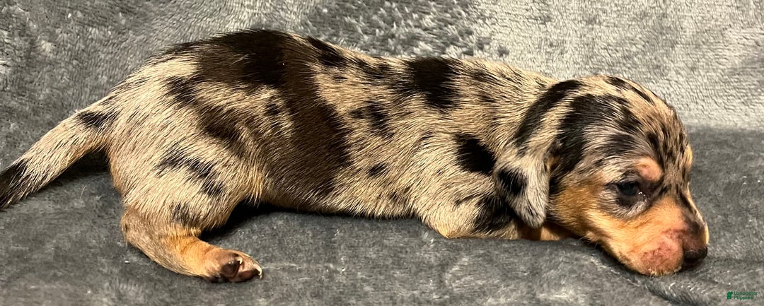 Miniature Dachshund dogs for sale: Piebald BLK/WHT/Grey Female CKC - Ad 4