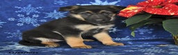 German Shepherd dogs for sale: Nyla - Ad 2
