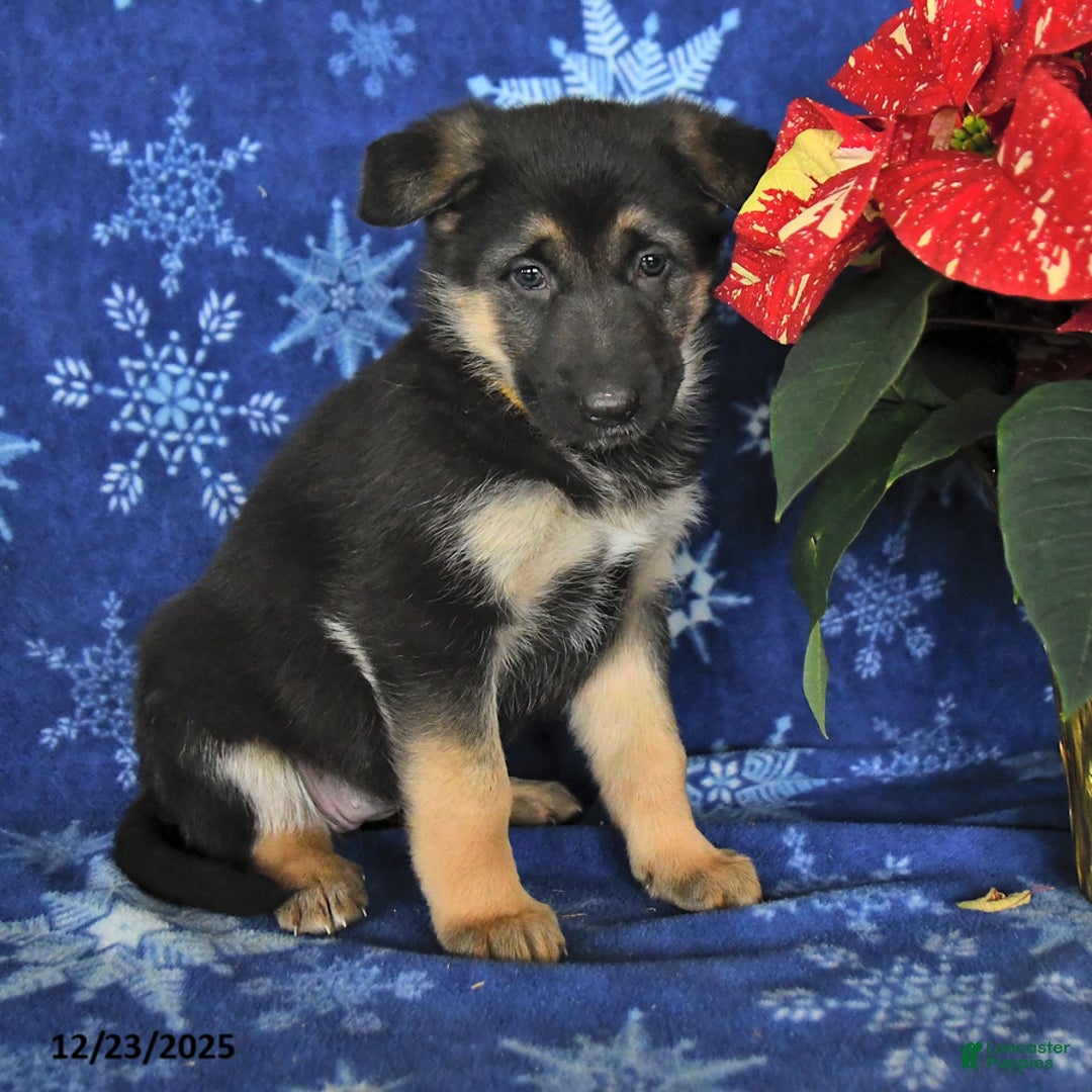 German Shepherd dogs for sale: Nyla - Ad 2