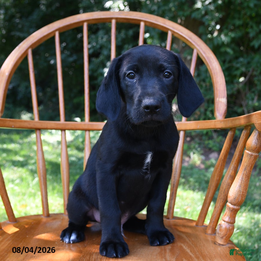 Mixed Breed dogs Midnight - Ad 2