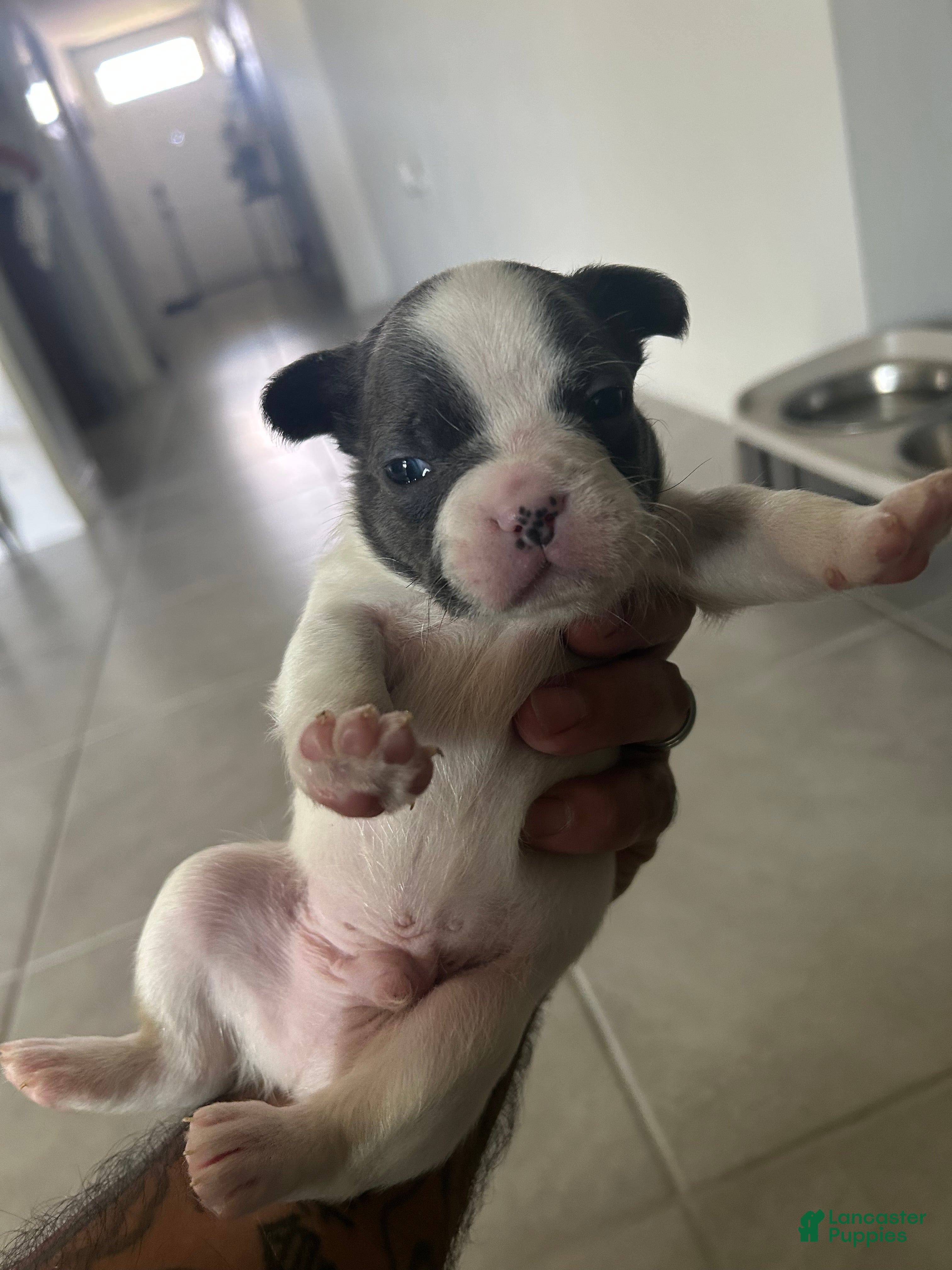 French Bulldog dogs Cookie - Ad 1
