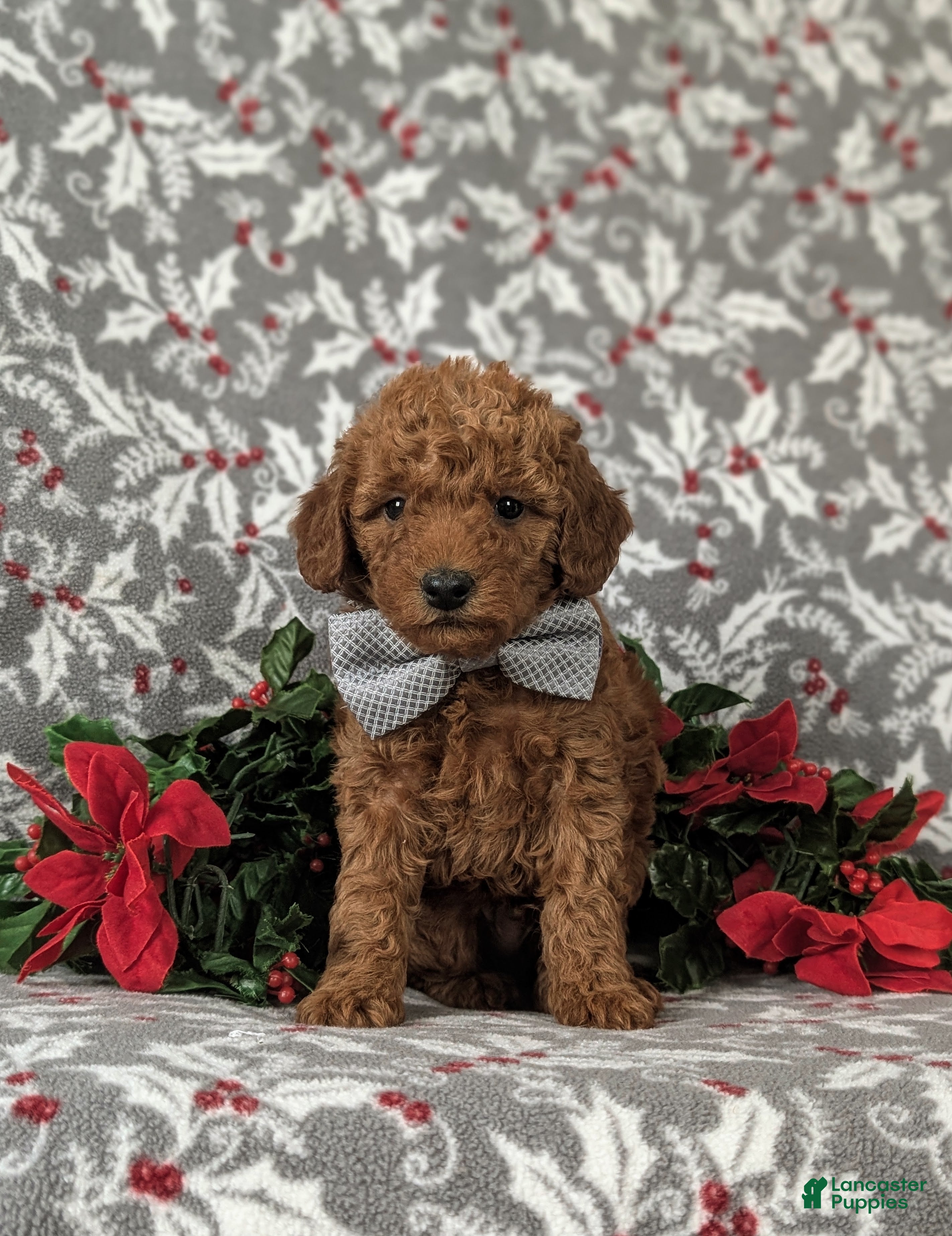 Mixed Breed dogs Brice Hypoallergenic - Ad 38