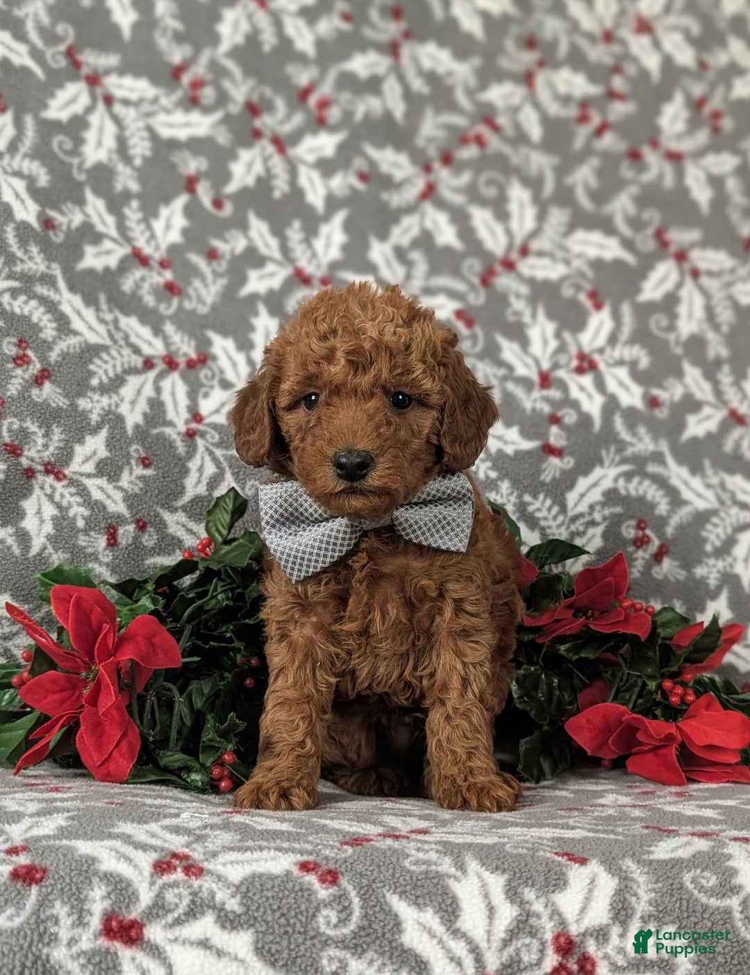 Mixed Breed dogs for sale: Brice Hypoallergenic - Ad 1