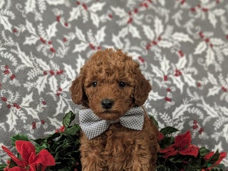 Mixed Breed dogs Brice Hypoallergenic - Ad 27