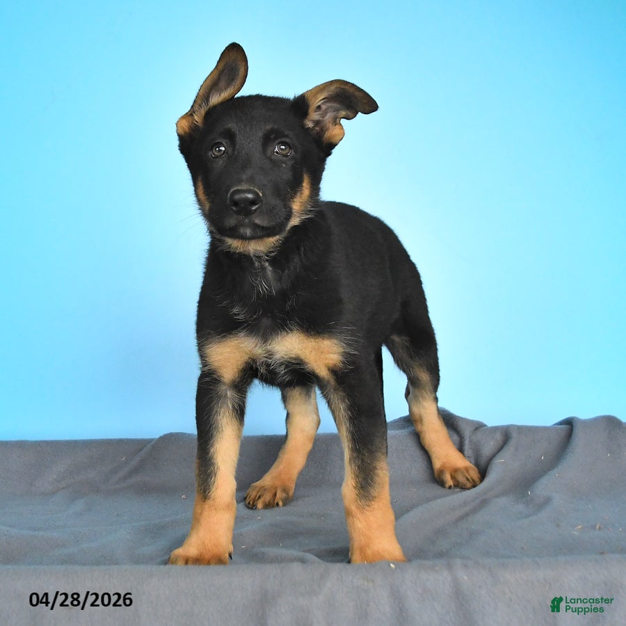 German Shepherd dogs Drake - Ad 2