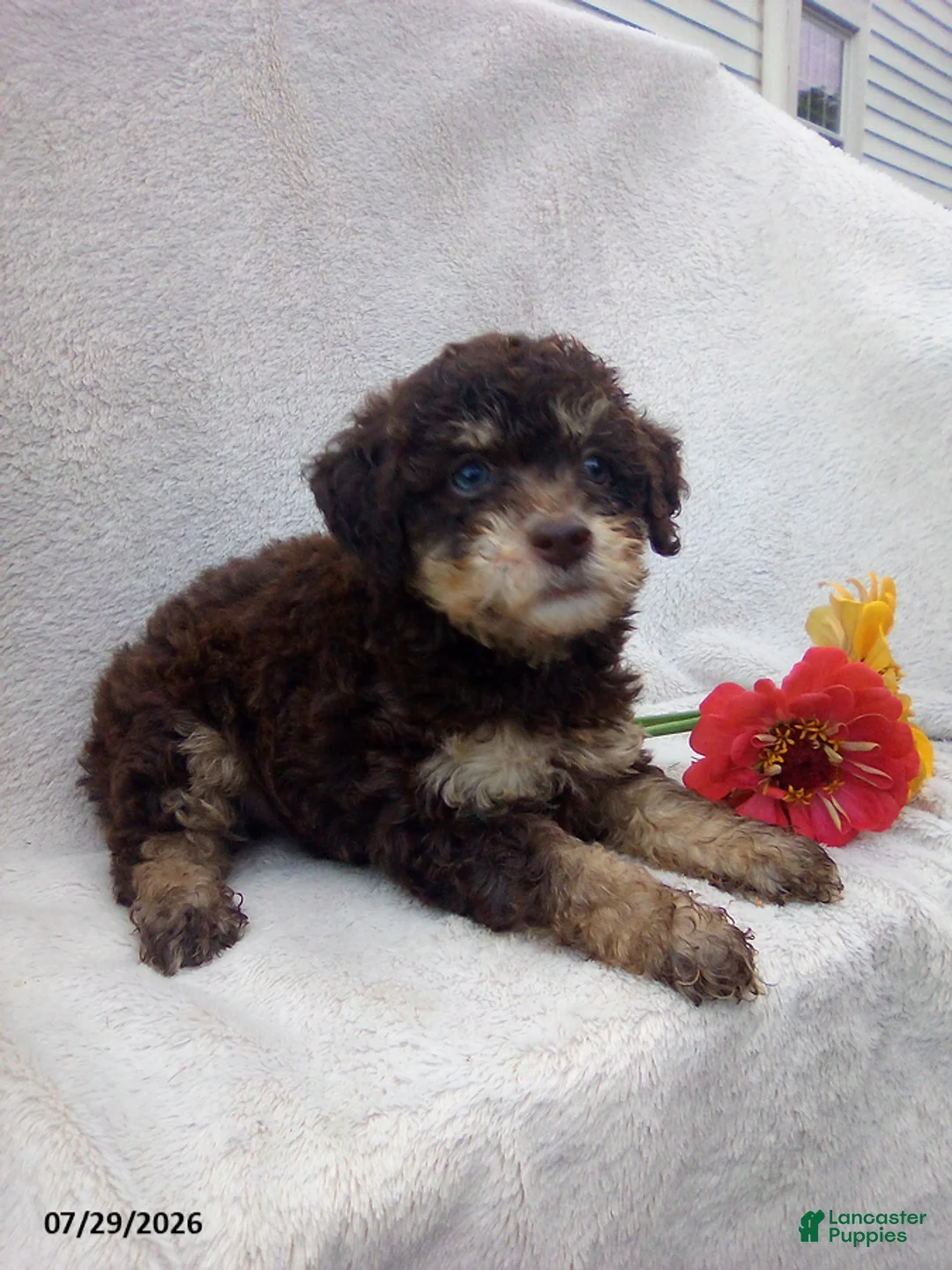 Toy Poodle dogs for sale: Trent - Ad 2