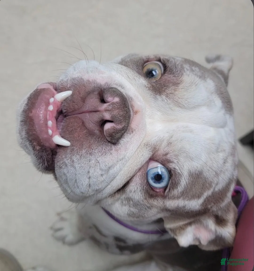 English Bulldog dogs for sale: English Bulldog Puppy 1 - Ad 8